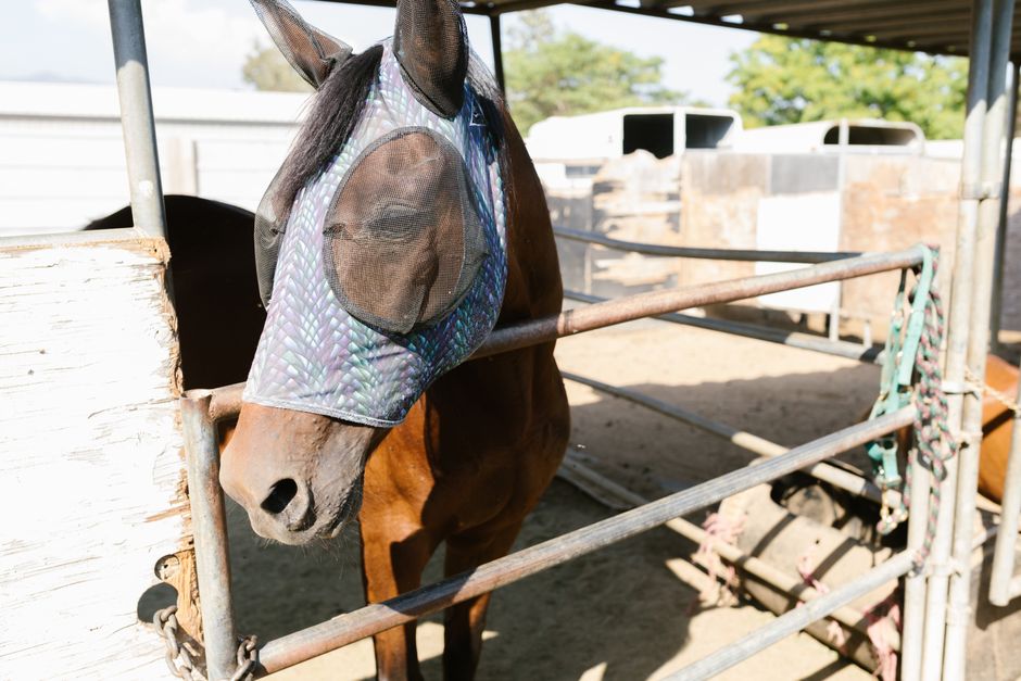 Brown horse in a stable with a protective fly mask on its face.