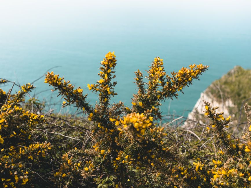 Bright yellow gorse flowers blooming on the scenic cliffs of Étretat, Normandy.