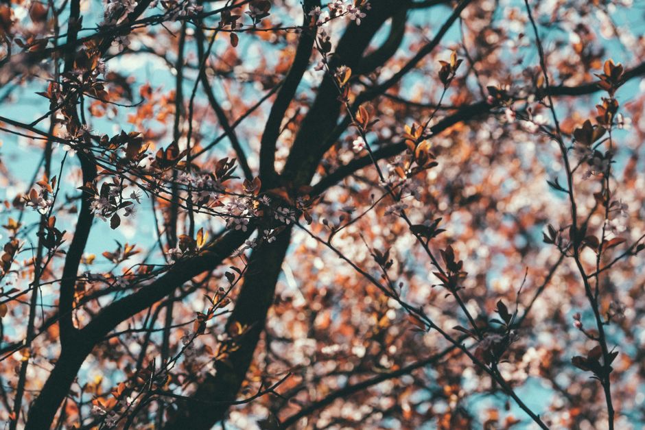 Many branches of blooming tree with delicate blooming flowers growing in forest against blue sky on summer day in nature
