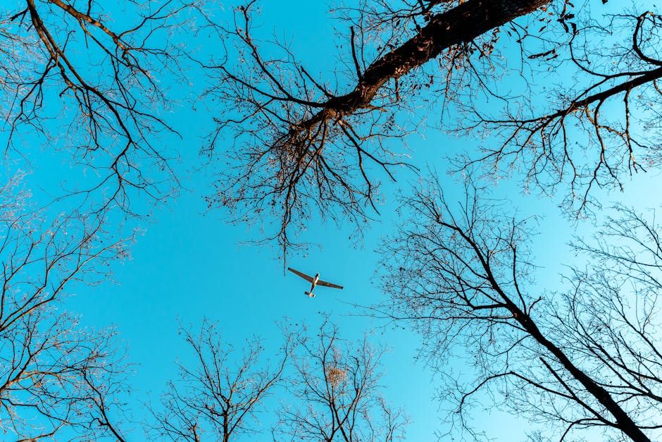 A low angle shot of a plane flying above bare trees on a clear winter day.