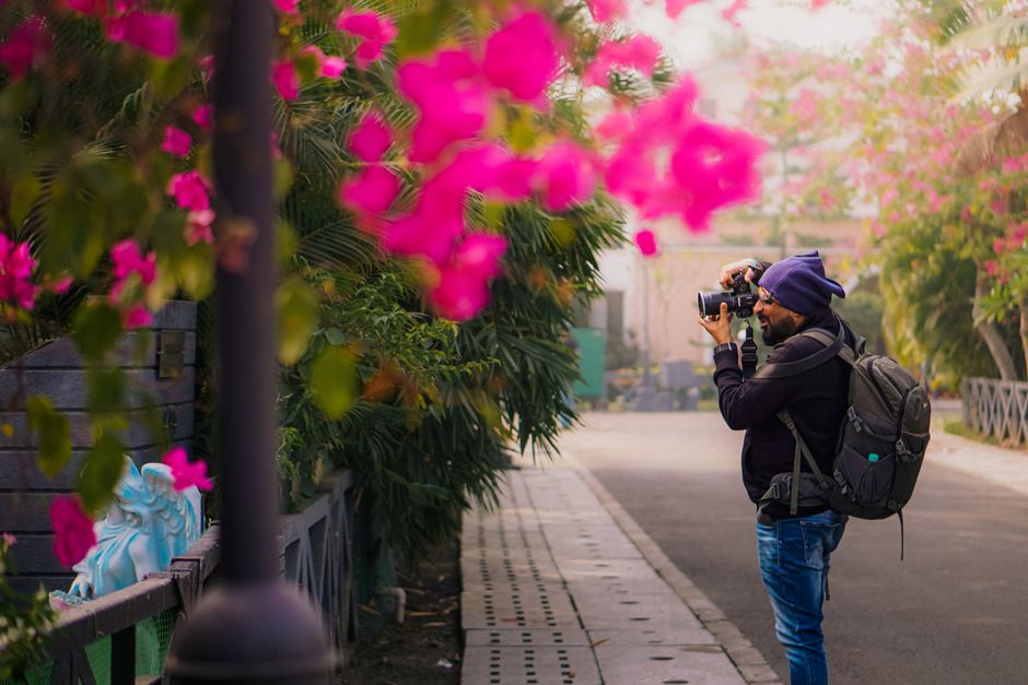 A photographer takes pictures of vibrant pink flowers on a sunny day.